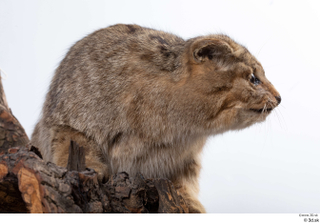 Wildcat Felis silvestris body head 0001.jpg